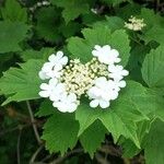 Viburnum trilobumКветка