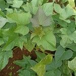 Ipomoea batatas Leaf