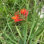 Crocosmia × crocosmiifloraFlower