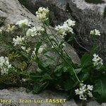 Brassica insularis ফুল