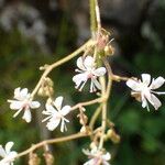Saxifraga hirsuta Flor