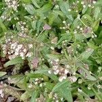 Capsella bursa-pastoris 整株植物