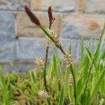 Carex umbrosa फूल