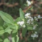 Stevia ovata Flor