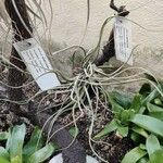 Tillandsia pseudobaileyi Flor