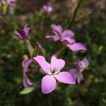 Hesperis laciniata 花