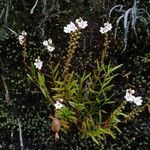 Epidendrum fimbriatum Облик