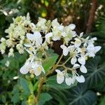 Begonia ulmifolia Virág