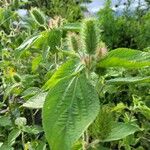 Acalypha alopecuroidea Blatt