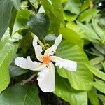 Chonemorpha fragrans ᱵᱟᱦᱟ