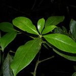 Hedyosmum bonplandianum Blatt