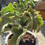 Kalanchoe beharensis Hoja