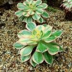 Aeonium decorum 葉