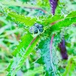 Sonchus asper Leaf