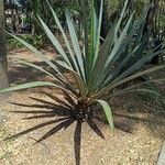 Agave fourcroydes Hábito
