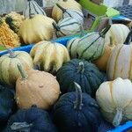 Cucurbita moschata Плод