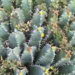 Euphorbia resinifera Flors