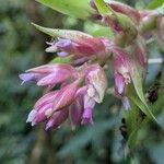 Tillandsia biflora Flor