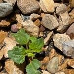 Blitum virgatum Leaf