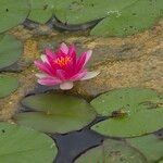 Nymphaea candidaКвітка