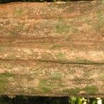 Pouteria hispida Corteza
