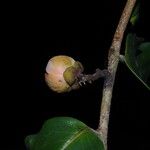 Uvaria obanensis Flor