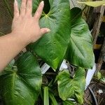 Anthurium obtusilobum Leaf