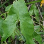 Montrichardia arborescens Leaf