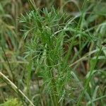 Seseli peucedanoides Hoja