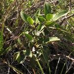 Myodocarpus gracilis Habit