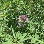 Cleome serrulata Flor