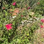 Salvia microphylla Flors