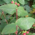 Hypericum androsaemum Ліст