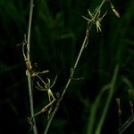 Chlorophytum macrosporum फूल