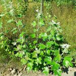 Populus alba Feuille