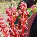 Photinia fraseri 花