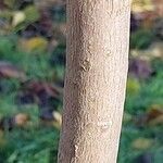 Alangium platanifolium Corteza