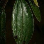 Miconia tschudyoides Leaf