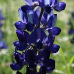 Lupinus pilosus Flower