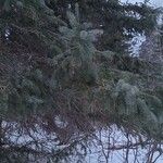 Picea pungensLeaf