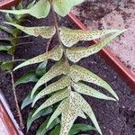 Cyrtomium falcatum 葉