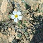 Helianthemum almerienseЛист