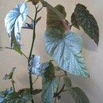 Begonia aconitifolia ᱥᱟᱠᱟᱢ