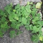 Oxalis latifoliaList