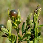 Jasminum fruticans Hoja