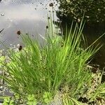 Juncus ensifolius Hábito