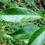 Quercus acuta Φύλλο