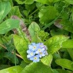 Myosotis sylvaticaŽiedas