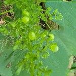 Laportea canadensis Flor