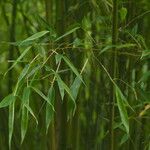 Phyllostachys bambusoides Leaf